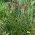 Miscanthus sinensis 'Dread Locks'