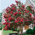 Lagerstroemia, rot