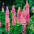 Lupinus polyphyllus 'Blossom'