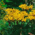 Ligularia dentata 'Othello'