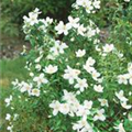 Philadelphus x lemoinei 'Mont Blanc'