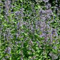 Nepeta grandiflora 'Blue Danube'