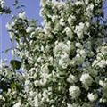 Philadelphus x virginalis 'Virginal'