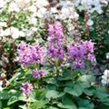 Nepeta racemosa