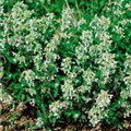 Nepeta racemosa 'Snowflakes'