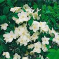 Philadelphus x virginalis 'Natchez'