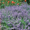 Nepeta racemosa 'Blauknirps'