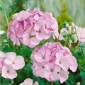 Pelargonium zonale 'Appleblossom'