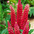 Lupinus polyphyllus 'Towering Inferno'®