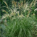 Miscanthus sinensis 'Hermann Müssel'