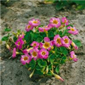 Oxalis depressa 'Lucky Pink'