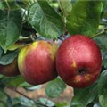 Malus domestica 'Roter Boskoop'