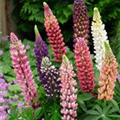 Lupinus polyphyllus 'West Country'