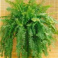 Nephrolepis exaltata 'Duffy'