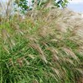 Miscanthus sinensis 'Little Zebra'®