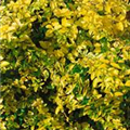 Ligustrum ovalifolium 'Lemon and Lime'