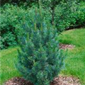 Pinus cembra 'Compacta Glauca'