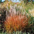 Miscanthus sinensis 'Purpurascens'