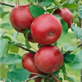 Malus domestica 'Spartan'