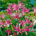 Nerine bowdenii