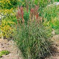 Miscanthus sinensis 'Roter Oktober'