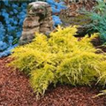 Juniperus chinensis 'Gold Lace'