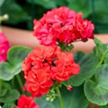 Pelargonium zonale, rot