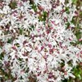 Lychnis flos-cuculi 'White Robin'