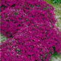 Phlox douglasii 'Crackerjack'