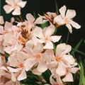 Nerium oleander 'Petite Salmon'