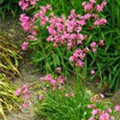 Lychnis viscaria 'Feuer'