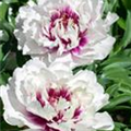 Paeonia itoh