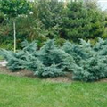 Juniperus chinensis 'Pfitzeriana Glauca'