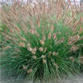 Pennisetum alopecuroides 'Herbstzauber'