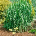 Miscanthus x giganteus 'Aksel Olsen'