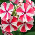 Phlox paniculata 'Peppermint Twist'®