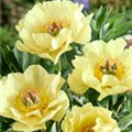 Paeonia itoh 'Garden Treasure'