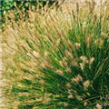 Pennisetum alopecuroides 'Little Bunny'