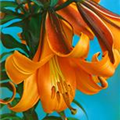 Lilium 'African Queen'