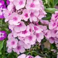 Phlox paniculata 'Pink Dark Eye'