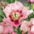 Paeonia itoh 'Pastel Splendour'