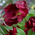 Paeonia itoh 'Scarlet Heaven'