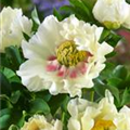 Paeonia itoh 'Shining Light'