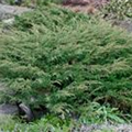 Juniperus communis 'Hornibrookii'