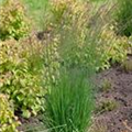 Molinia caerulea 'Moorflamme'