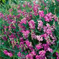 Lathyrus latifolius 'Rosa Perle'