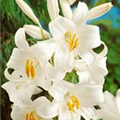 Lilium candidum