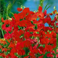 Lathyrus latifolius 'Rote Perle'