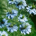 Nigella damascena 'Moody Blues'