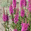 Lythrum salicaria 'Zigeunerblut'